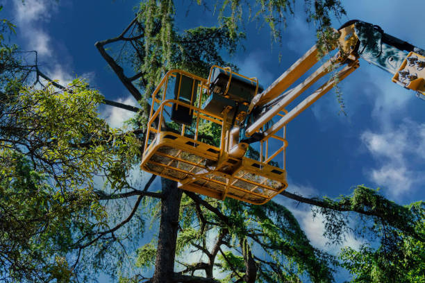 How Our Tree Care Process Works  in Auburndale, FL